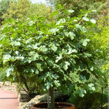 ficus-carica-violette-feigen-feigenbaeume (2)